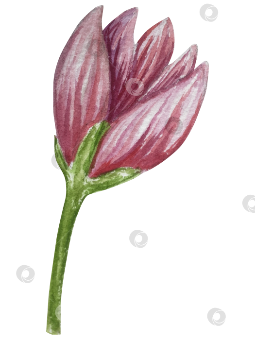 Скачать Набор женских аксессуаров, выполненных акварелью. Косметика, обувь, духи, платье, сумка, солнцезащитные очки, польский клипарт. Для наклеек для ежедневника, текстильных принтов, поделок. фотосток Ozero