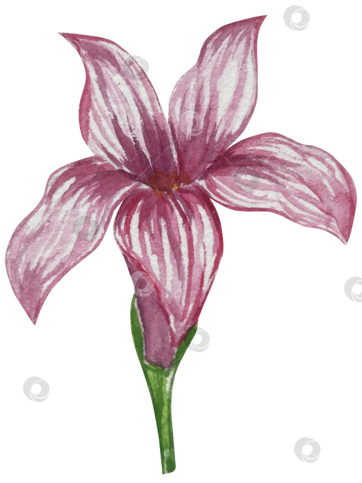 Скачать Набор женских аксессуаров, выполненных акварелью. Косметика, обувь, духи, платье, сумка, солнцезащитные очки, польский клипарт. Для наклеек для ежедневника, текстильных принтов, поделок. фотосток Ozero