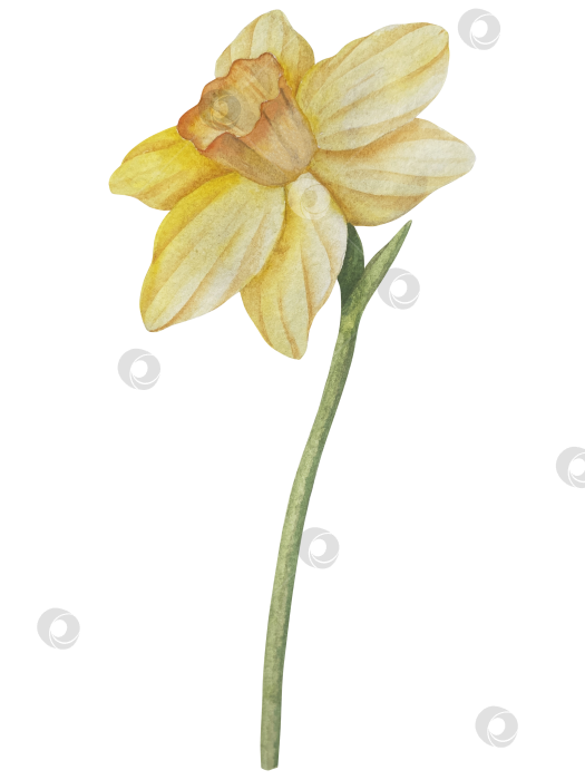 Скачать Традиционный набор праздничных элементов декора "Пасхальный цветок". Акварельная иллюстрация. Разноцветные яйца, узелки, весенние садовые цветы и корзина. Пасхальный набор украшений для букетов, венков, открыток, поздравлений. фотосток Ozero