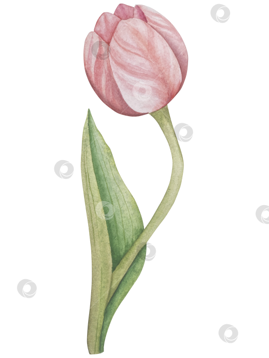 Скачать Традиционный набор праздничных элементов декора "Пасхальный цветок". Акварельная иллюстрация. Разноцветные яйца, узелки, весенние садовые цветы и корзина. Пасхальный набор украшений для букетов, венков, открыток, поздравлений. фотосток Ozero