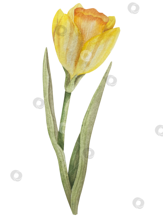 Скачать Традиционный набор праздничных элементов декора "Пасхальный цветок". Акварельная иллюстрация. Разноцветные яйца, узелки, весенние садовые цветы и корзина. Пасхальный набор украшений для букетов, венков, открыток, поздравлений. фотосток Ozero