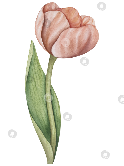 Скачать Традиционный набор праздничных элементов декора "Пасхальный цветок". Акварельная иллюстрация. Разноцветные яйца, узелки, весенние садовые цветы и корзина. Пасхальный набор украшений для букетов, венков, открыток, поздравлений. фотосток Ozero