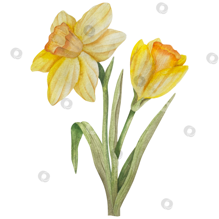 Скачать Традиционный набор праздничных элементов декора "Пасхальный цветок". Акварельная иллюстрация. Разноцветные яйца, узелки, весенние садовые цветы и корзина. Пасхальный набор украшений для букетов, венков, открыток, поздравлений. фотосток Ozero