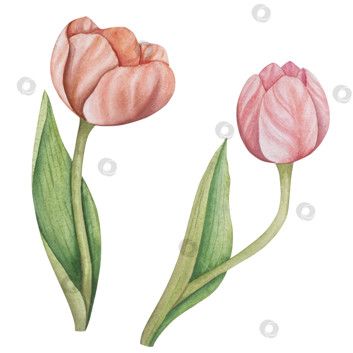 Скачать Традиционный набор праздничных элементов декора "Пасхальный цветок". Акварельная иллюстрация. Разноцветные яйца, узелки, весенние садовые цветы и корзина. Пасхальный набор украшений для букетов, венков, открыток, поздравлений. фотосток Ozero