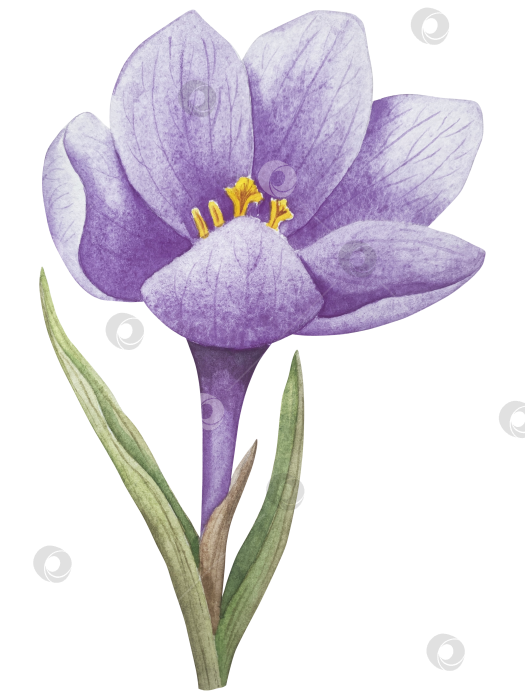 Скачать Традиционный набор праздничных элементов декора "Пасхальный цветок". Акварельная иллюстрация. Разноцветные яйца, узелки, весенние садовые цветы и корзина. Пасхальный набор украшений для букетов, венков, открыток, поздравлений. фотосток Ozero