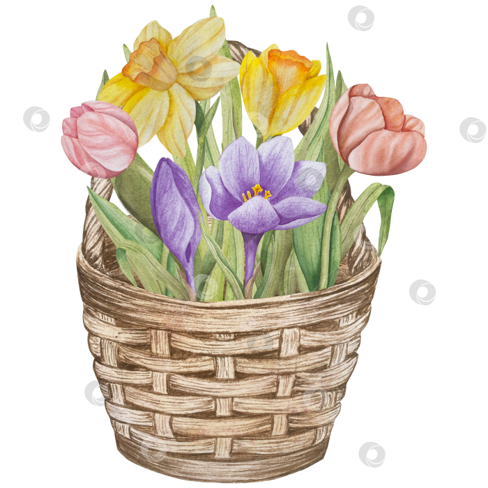 Скачать Традиционный набор праздничных элементов декора "Пасхальный цветок". Акварельная иллюстрация. Разноцветные яйца, узелки, весенние садовые цветы и корзина. Пасхальный набор украшений для букетов, венков, открыток, поздравлений. фотосток Ozero