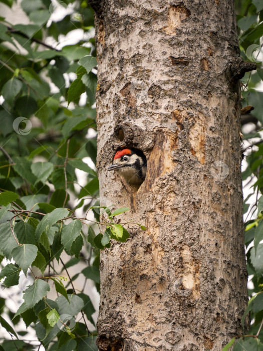 Скачать Голова птенца большого пятнистого дятла выглядывает из дупла дерева. Естественный летний фон с птенцом дятла. фотосток Ozero