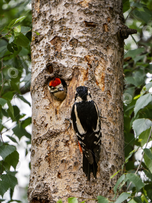 Скачать Самка Большого пестрого дятла сидит возле дупла, птенец выглядывает из гнезда и смотрит на свою мать. Крупный план. фотосток Ozero