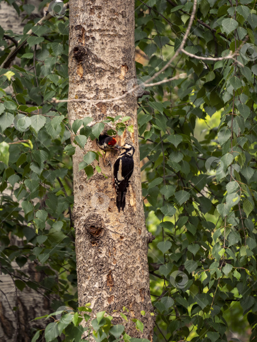 Скачать Самка большого пятнистого дятла сидит возле дупла и кормит птенца, высунувшись из гнезда. На летнем фоне семья дятловых. фотосток Ozero