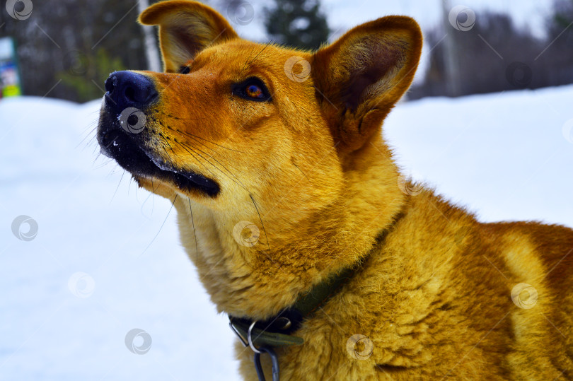 Скачать Рыжая дворняга фотосток Ozero