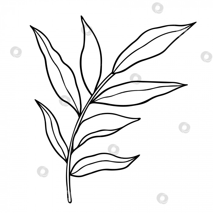 Скачать Абстрактный контур веточки с листьями, выделенными на белом фоне фотосток Ozero