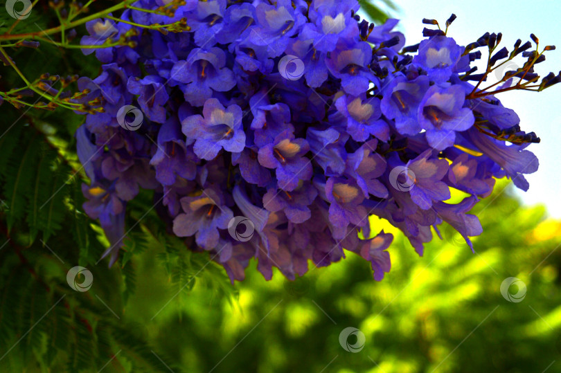 Скачать Синие цветы фотосток Ozero