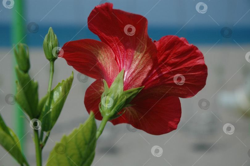 Скачать Красный цветок фотосток Ozero