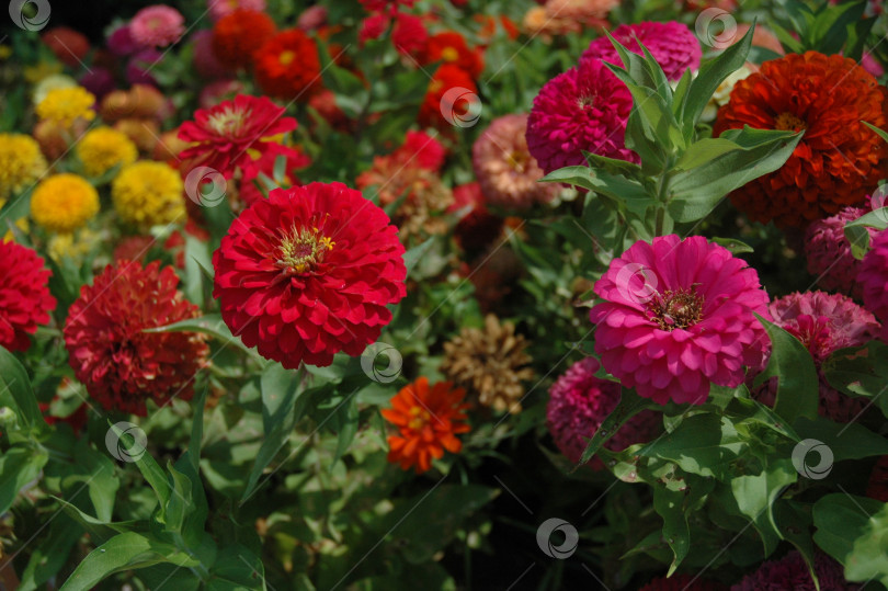 Скачать Клумба с цветами красными и розовыми фотосток Ozero