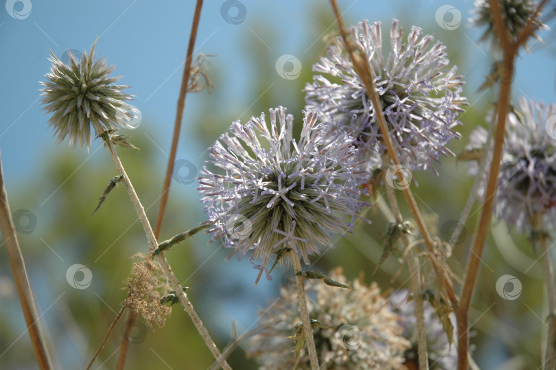 Скачать Круглые колючки фотосток Ozero