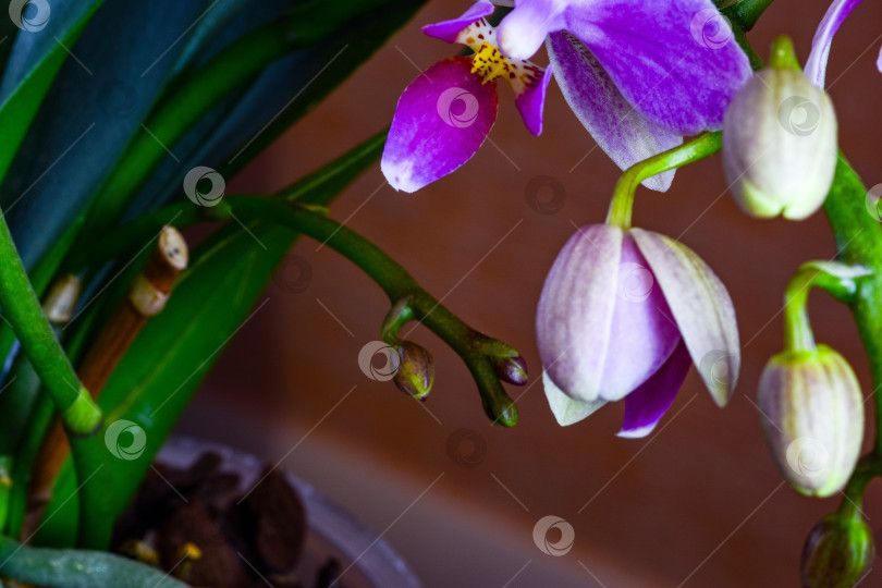 Скачать Стебли,бутоны и лепестки расцветающей орхидеи. фотосток Ozero