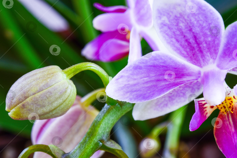Скачать Орхидея комнатная. фотосток Ozero