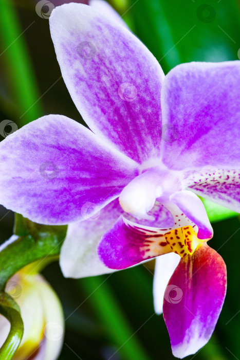 Скачать Орхидея. фотосток Ozero