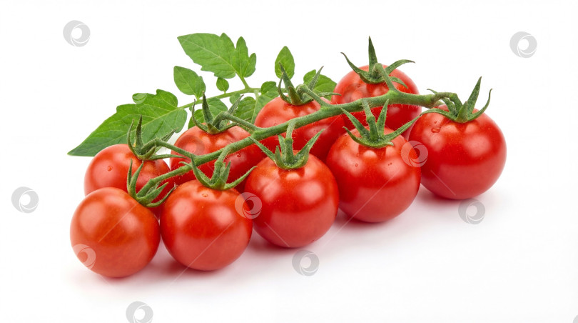 Скачать Гроздь спелых красных помидоров черри на зеленой ветке, с сочной текстурой,на белом фоне,с пробелом для копирования фотосток Ozero