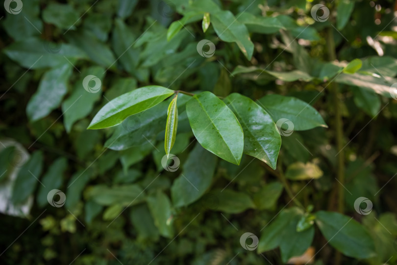 Скачать Ветвь эвпоматии лауриновой с глянцевыми зелеными листьями в окружении естественного сада, вечнозеленая листва австралийского кустарника с мягким светом и глубиной фотосток Ozero