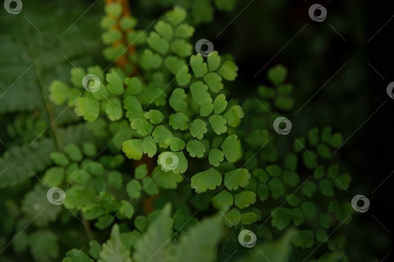Скачать Крупный план папоротника Adiantum venustum с нежными ярко-зелеными листьями, мягкой естественной легкой растительной текстурой и свежей листвой на фоне фотосток Ozero