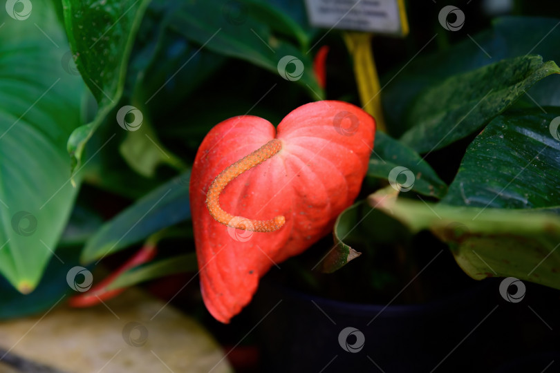 Скачать Антуриум шерцериан с ярко-красным стеблем и изогнутой початкой, окруженной глянцевыми зелеными листьями. Тропическое декоративное растение крупным планом при естественном освещении фотосток Ozero