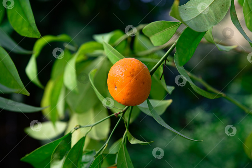 Скачать Одиночный спелый плод клементина, свисающий на тонкой ветке с зелеными листьями. Натуральный гибрид цитрусовых, растущий на открытом воздухе, с мягким фоном и пространством для копирования. фотосток Ozero