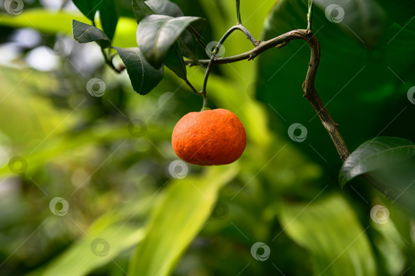 Скачать Мандариновый апельсин на дереве с зелеными листьями и мягким размытым фоном. Натуральный цитрусовый фрукт с пространством для копирования в тропическом саду из Южной Азии фотосток Ozero
