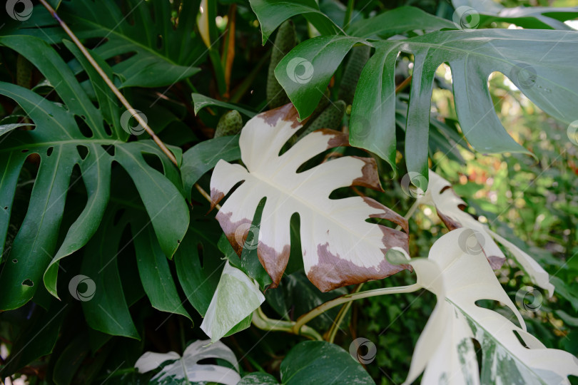 Скачать Старые пестрые листья монстеры деликатесной с белыми участками, которые высыхают и становятся коричневыми, что свидетельствует о генетических мутациях и естественном старении тропической листвы фотосток Ozero