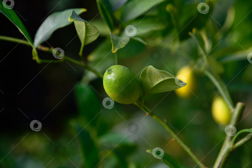 Скачать Одинокий зеленый лаймакват, свисающий с ветки с листьями. Цитрусовые флоридана, плоды которых еще не созрели, растут в саду. фотосток Ozero