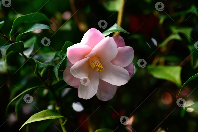 Скачать Крупный план бледно-розового цветка японской камелии с мягкими лепестками и желтыми тычинками. Нежный декоративный цветок на вечнозеленом кустарнике. фотосток Ozero