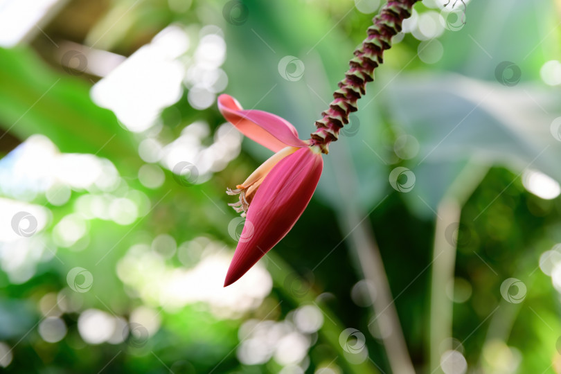 Скачать Соцветие банана Муса манни, растущего в Индии. Розовые цветочные прицветники и тычинки тропического бананового растения показаны крупным планом. фотосток Ozero