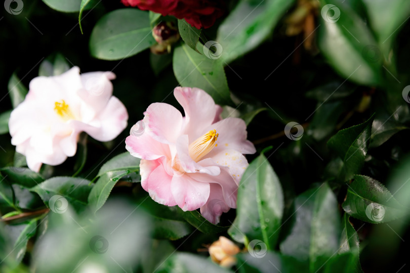 Скачать Одиночный светло-розовый цветок японской камелии показан крупным планом. Элегантное декоративное растение с гладкими лепестками и естественной атмосферой сада. фотосток Ozero