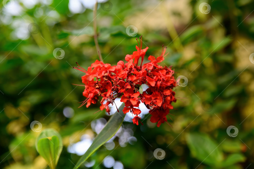 Скачать Ярко-красные цветы клеродендрума спленденс, распускающиеся в тропическом саду, с пышными зелеными листьями на фоне мягкого боке, экзотическое декоративное растение крупным планом фотосток Ozero