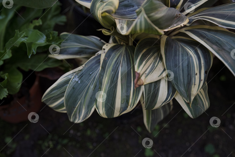 Скачать Крупный план листьев Cordyline fruticosa Chocolate Queen зеленых кремовых и темных тонов, образующих густую декоративную листву в саду. фотосток Ozero