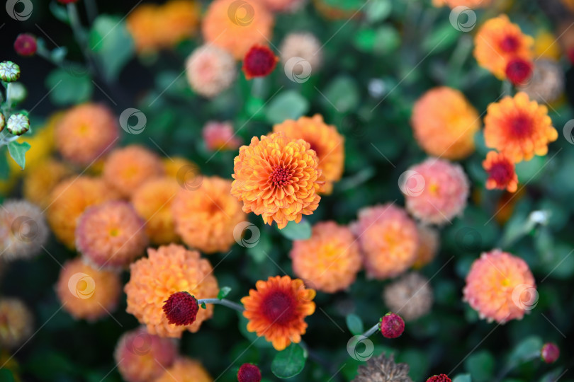 Скачать Крупный план цветочного фона оранжевой хризантемы Мольфетта Оранж с пышными соцветиями-помпонами, образующими плотный узор и насыщенные теплые цветовые тона. фотосток Ozero