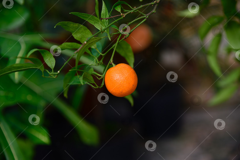 Скачать Спелый фрукт Клементина Рубино, висящий на зеленой ветке с листьями в естественном садовом освещении. Концепция сбора свежих цитрусовых с пространством для копирования и мягким боке. фотосток Ozero