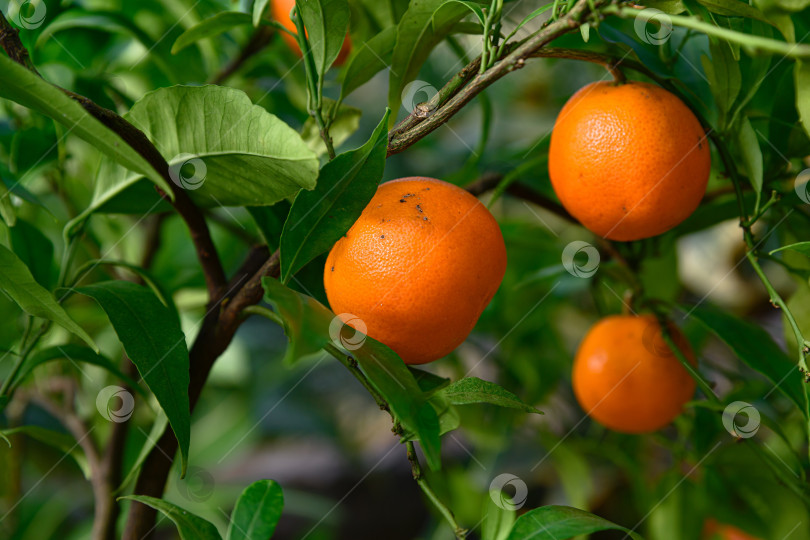 Скачать Три спелых плода Клементина Рубино, свисающие вместе на зеленой ветке с листьями при естественном освещении. Концепция выращивания цитрусовых и свежего урожая с использованием пространства для копирования. фотосток Ozero