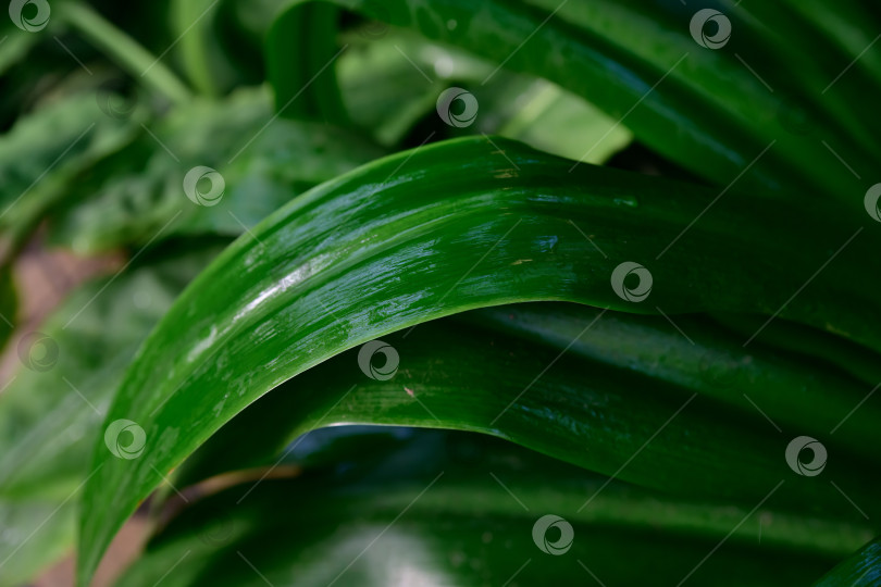 Скачать Естественный зеленый фон, образованный широкими блестящими листьями Hymenocallis latifolia. Плотная текстура тропической листвы подходит для экодизайна, ботанических тем и абстрактного природопользования фотосток Ozero