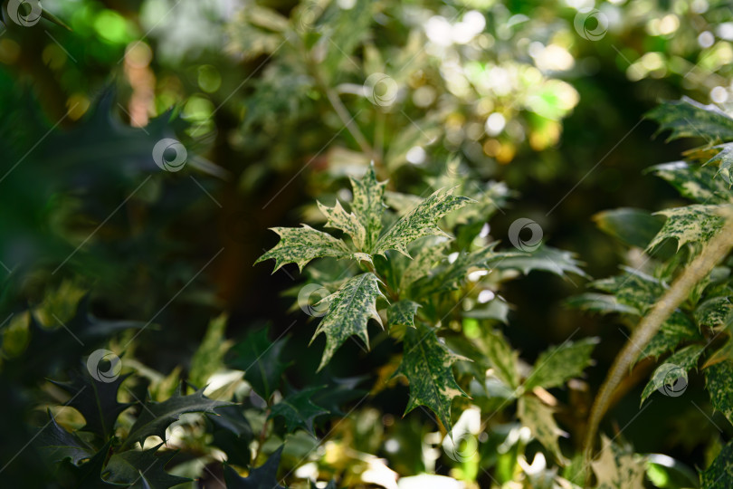 Скачать Пестрые листья османтуса разнолистного с зеленой листвой, покрытой светлыми крапинками без четкого края, показаны крупным планом фотосток Ozero