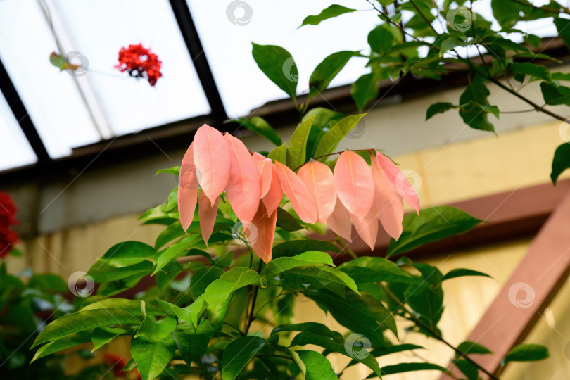 Скачать Растение Cynometra cauliflora с нежно-розовыми молодыми листочками и зеленой листвой, растущее на открытом воздухе. Тропическое дерево с декоративной свежей порослью в освещенном саду. фотосток Ozero