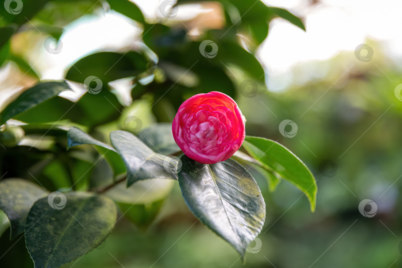 Скачать Одиночный розовый цветок японской камелии, распускающийся на ветке с глянцевыми зелеными листьями, на естественном фоне сада, элегантное декоративное растение крупным планом фотосток Ozero