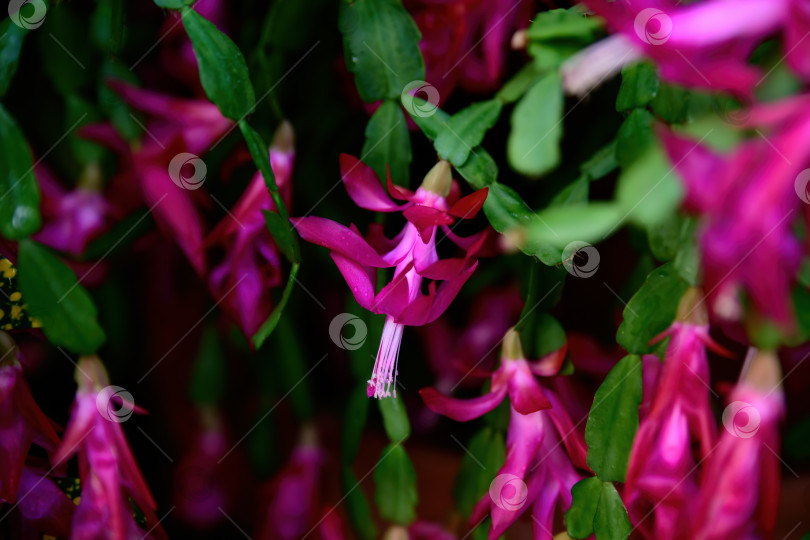 Скачать Шлюмбергера баклейи цвета фуксии цветет в помещении многослойными лепестками, яркий тропический кактус, декоративное растение крупным планом фотосток Ozero