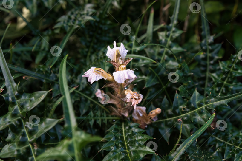 Скачать Горный акант с бледно-сиреневыми цветами и колючими темно-зелеными листьями, растущий на открытом воздухе. Ботанический обзор Acanthus montanus крупным планом в природе фотосток Ozero