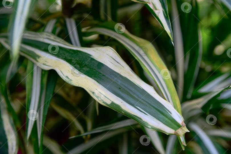 Скачать Крупный план пестрых листьев Dracaena deremensis с зелеными и кремовыми полосками, растущих при естественном освещении в качестве декоративного тропического растительного фона. фотосток Ozero
