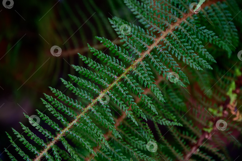 Скачать Папоротник Polystichum setiferum с мелко нарезанными зелеными листьями и мягкой текстурой, растущий в естественной тени. Декоративный садовый папоротник с детализированной структурой листвы. фотосток Ozero