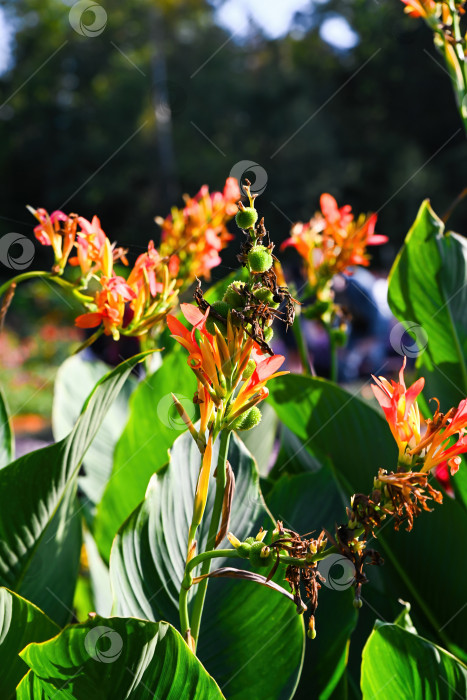 Скачать Оранжевая лилия канна Оранжевая красавица, цветущая в летнем саду с зелеными листьями, экзотическое тропическое декоративное растение на открытом воздухе при солнечном свете фотосток Ozero