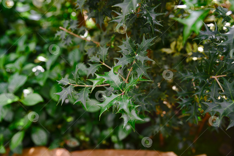 Скачать Вечнозеленая зелень кустарника Osmanthus heterophyllus с плотными колючими листьями, растущего на открытом воздухе, показана крупным планом фотосток Ozero