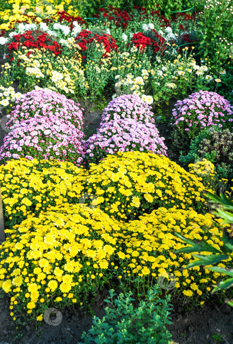 Скачать Красочные клумбы из хризантем с желтыми, розовыми, красными и белыми цветами, растущими в саду, пышные декоративные растения, образующие яркий осенний узор. фотосток Ozero