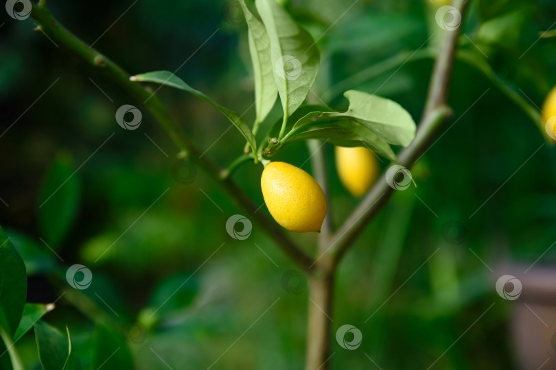 Скачать Одинокий желтый лаймкват, свисающий на тонкой ветке с зелеными листьями. Цитрусовый фрукт флоридана, выращенный в естественных условиях в саду фотосток Ozero